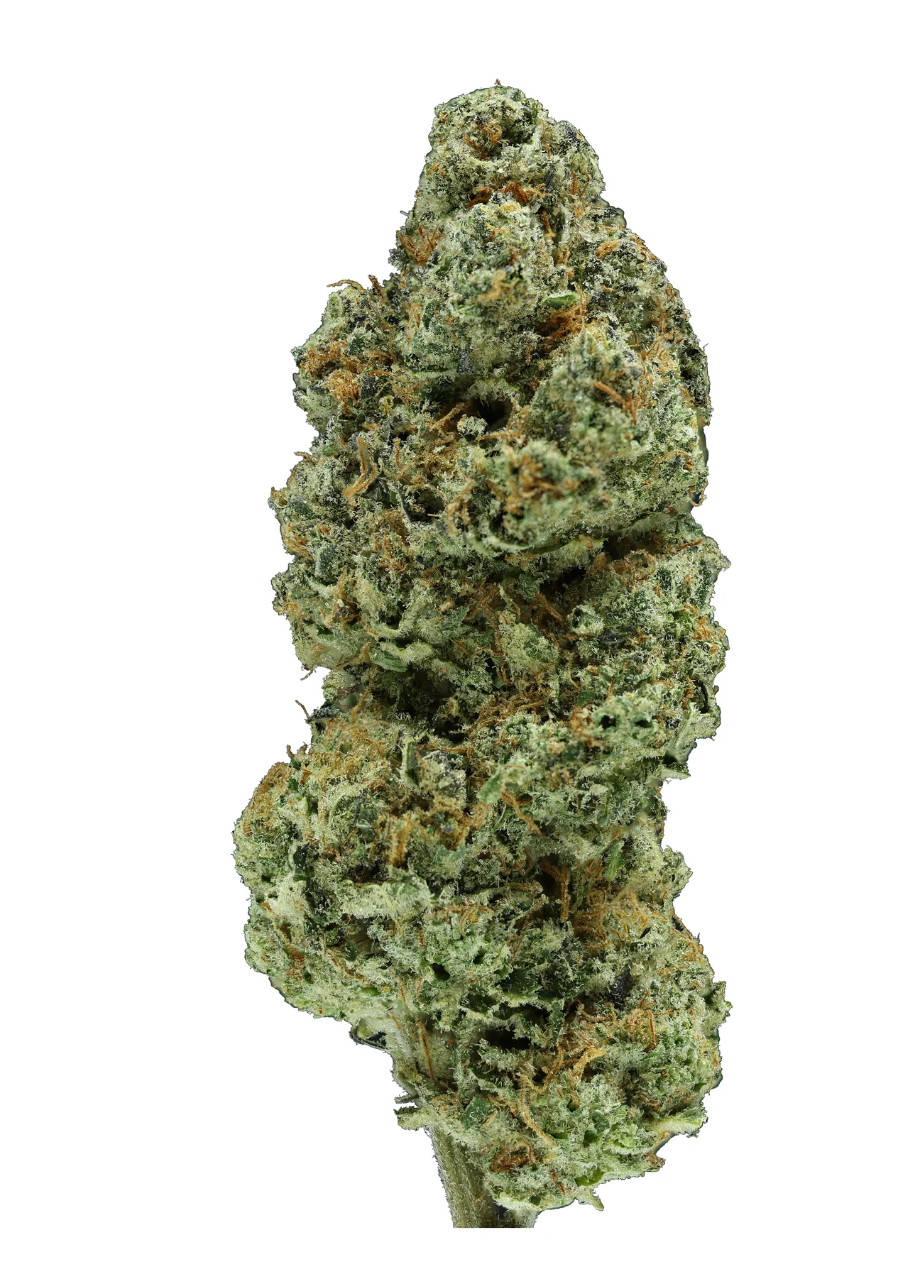 Cereal Milk THCa Flower - Hybrid Premium Flower