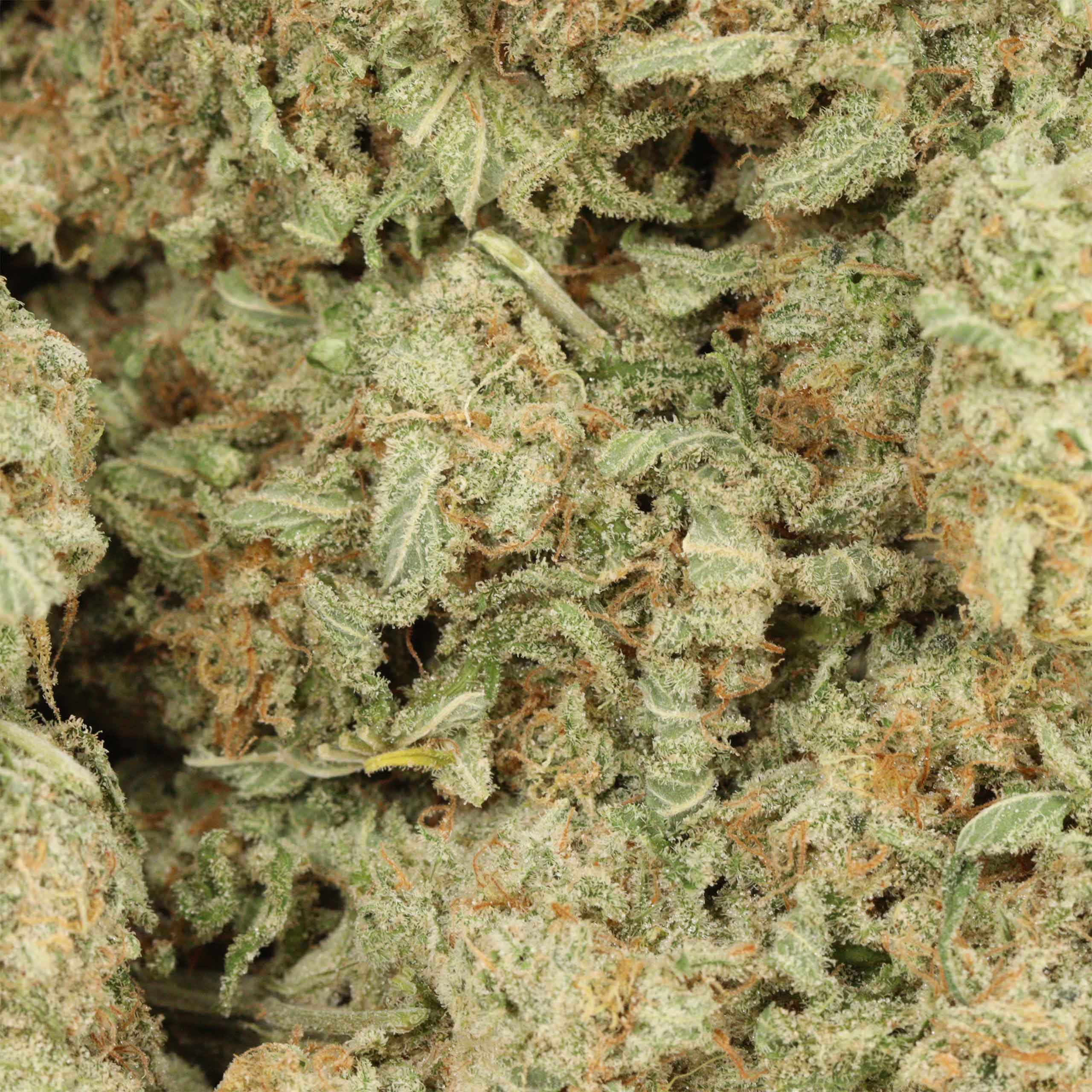 Girl Scout Cookies THCa Flower - Hybrid Premium Flower - Image 3