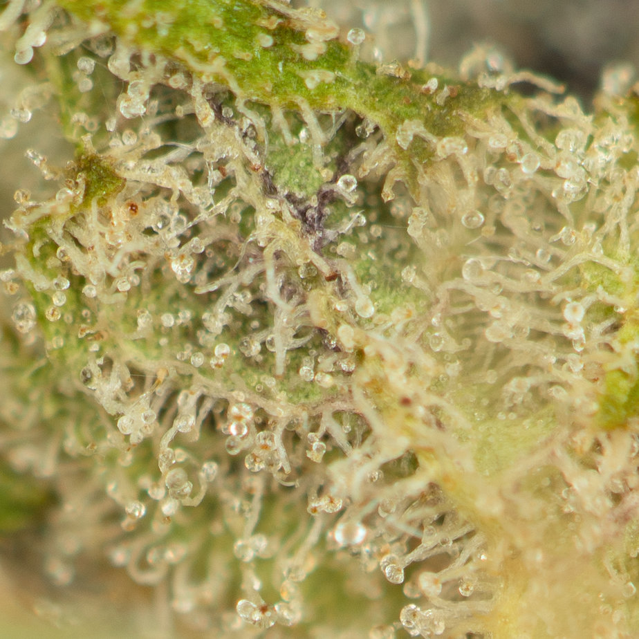 Ice Cream Cake THCa Flower - Indica-Dominant Hybrid Premium Flower - Image 3