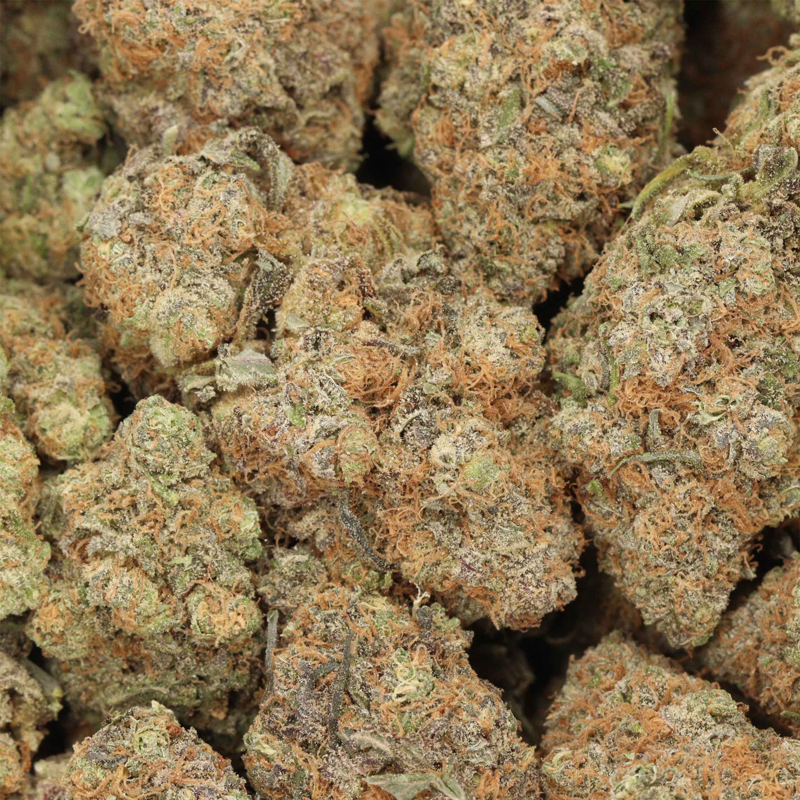 Thin Mint Girl Scout Cookies (Thin Mint) THCa Flower - Hybrid Premium Flower - Image 2
